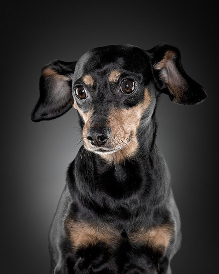 Black dog Black dog